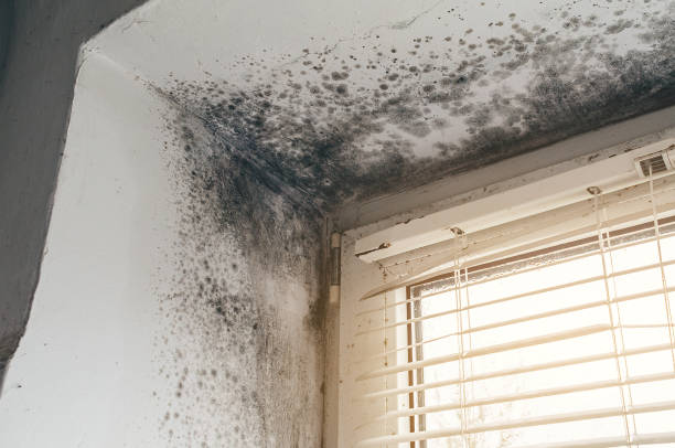 Affordable Mold Removal solutions in Annandale, NJ